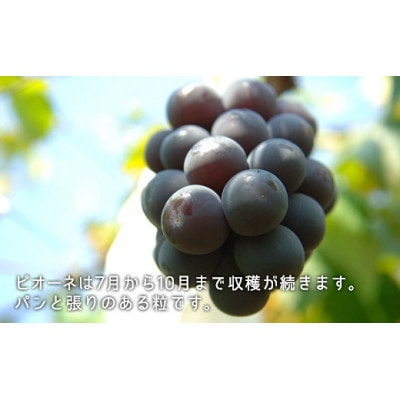 桃・ピオーネ詰合せ(白桃晩生種2玉・ニューピオーネ1房)合計約1.0kg