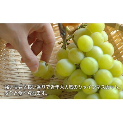 桃・シャインマスカット詰合せ(白桃晩生種2玉・シャインマスカット1房)合計約1.0kg
