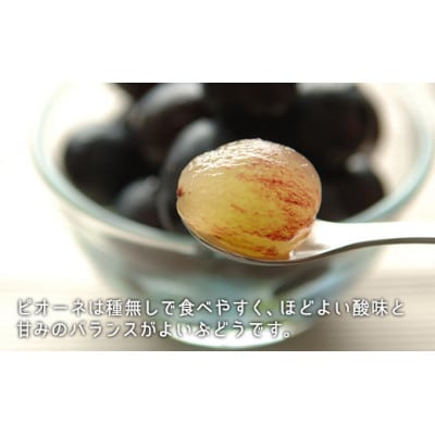 白桃(晩生種)3玉・シャインマスカット1房・ニューピオーネ1房　詰合せ　合計約1.8kg