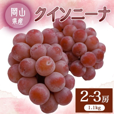 2026年先行予約　クイーンニーナ　2～3房