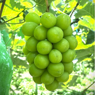 2026年先行予約　ご自宅用シャインマスカット