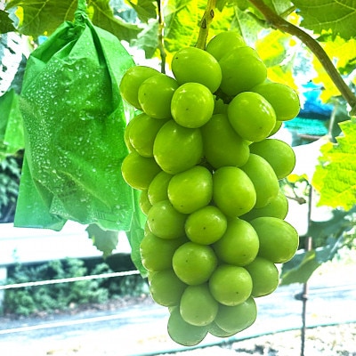 2026年先行予約　シャインマスカット　2房