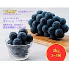 岡山県井原市美星町産　ニューピオーネ　2kg箱(3～5房入り)ご家庭用 【令和7年産】