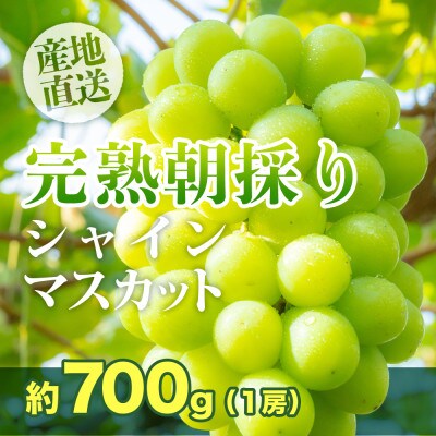 2025年発送【完熟朝採り】シャインマスカット 1房 約700g【フルーツ王国 岡山】