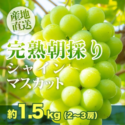 2025年発送 訳あり 【完熟朝採り】シャインマスカット 2~3房 約1.5kg【フルーツ王国岡山】