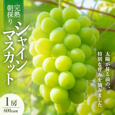 2025年発送【完熟朝採り】シャインマスカット 1房 600g前後【フルーツ王国 岡山】