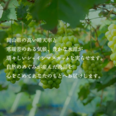 2025年発送【完熟朝採り】シャインマスカット 1房 600g前後【フルーツ王国 岡山】