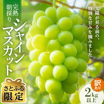 【さとふる限定】2025年発送【完熟朝採り】訳あり シャインマスカット 2.0kg以上