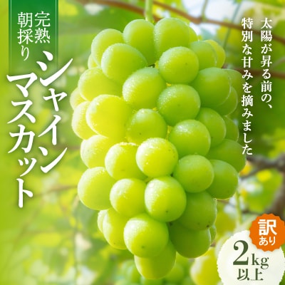 2025年発送【完熟朝採り】訳あり シャインマスカット 2.0kg以上