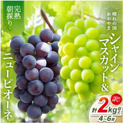 2026年発送【完熟朝採り】訳あり シャインマスカット&ニューピオーネ 合計2.0kg以上