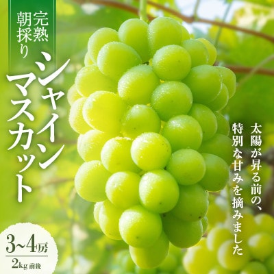 【2026年発送】朝採り直送!さつきぶどう園シャインマスカット 2.0kg前後【フルーツ王国岡山】