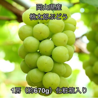【2026年発送】岡山県産 桃太郎ぶどう 1房(約670g)化粧箱入り