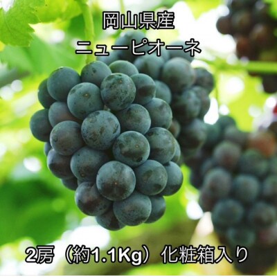 【2026年発送】岡山県産 ニューピオーネ 2房(約1.1kg)　化粧箱入り