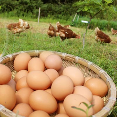 放し飼い養鶏のたまご 10個入り 3パック