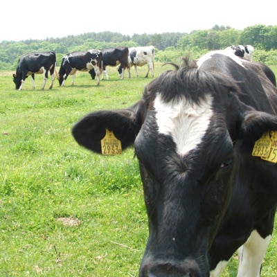 【毎月定期便】岩泉ヨーグルト 加糖(1kg×2袋)全3回