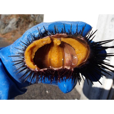 三陸小本産生ウニ　150g瓶入り