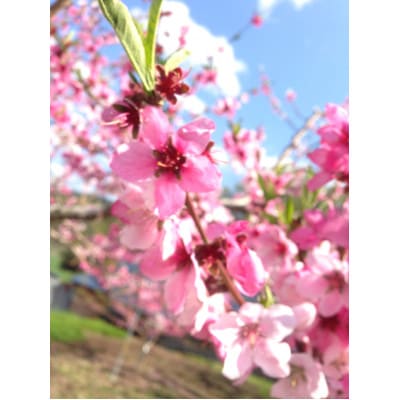 岩手県岩泉町産　桃 「あかつき」3キロ(約8個)生産者より直送!
