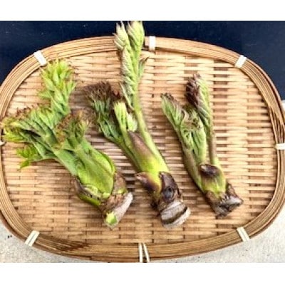 春の山菜　タラの芽(100g×2パック)