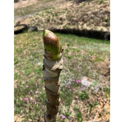 春の山菜　タラの芽(100g×2パック)