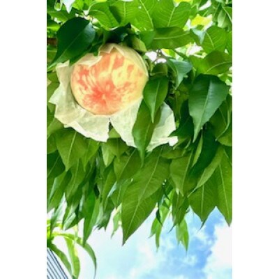 【2026年7月下旬より順次発送予定】桃「あかつき」1.5キロ(約4個)岩手県岩泉町より直送!