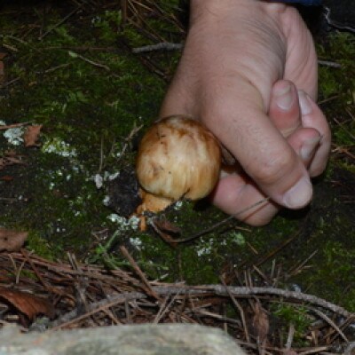 朝採り松茸400g | お礼品詳細 | ふるさと納税なら「さとふる」