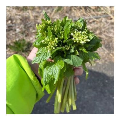 龍泉洞花わさび 計300g 岩泉町産
