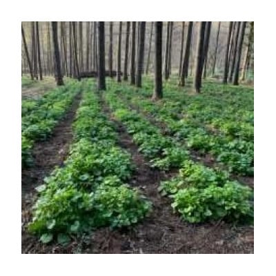 龍泉洞花わさび 計300g 岩泉町産