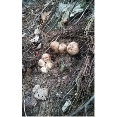 産地直送　岩手県岩泉町産　松茸　小・コロ 500g