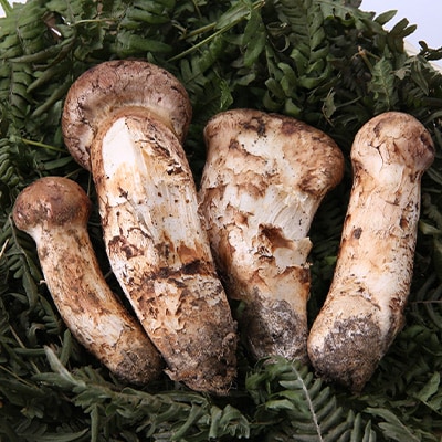【訳あり】ご家庭用 岩泉まつたけ 直送 500g