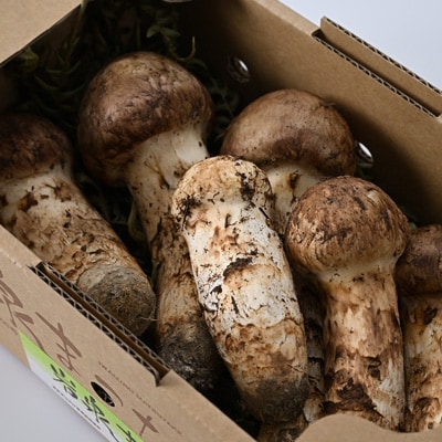 岩泉まつたけ 500g