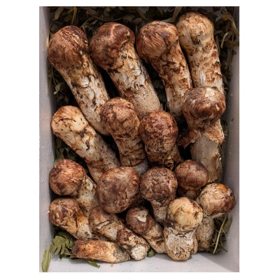 【2026年秋発】岩手県岩泉産松茸　500g前後(450g～550g)(小ぶり、割れ、キズ、開き等)