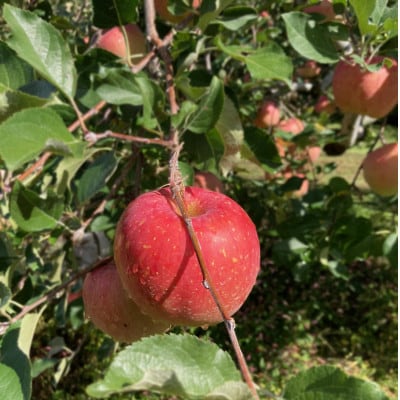 したみち農園 / りんごジュース 果汁100% 1000ml×2本セット