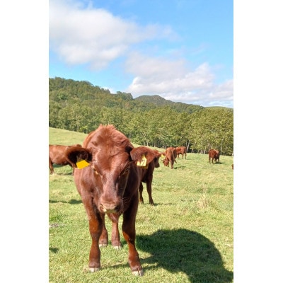 いわいずみ短角牛タレ漬けホルモンとハンバーグの詰め合わせセット