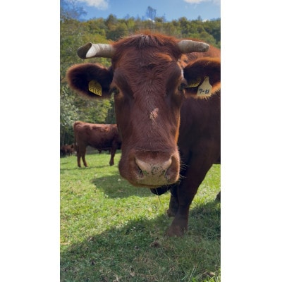 短角牛おまかせ焼肉セット【2～3人前】