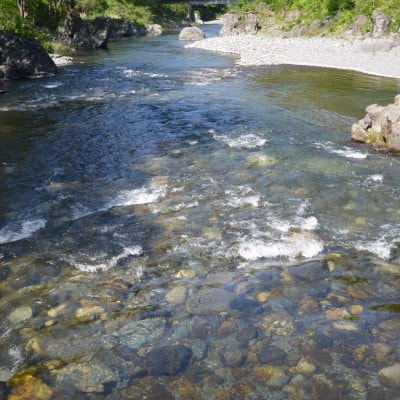 【さとふる限定】岩手岩泉小本川育ちの天然あゆ 600g