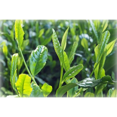 狭山茶品種飲み比べ(21g×2本・55g×4本)