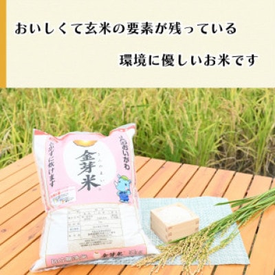 静岡県産　JAおおいがわ「金芽米5kg(無洗米)」・「JAおおいがわのお茶80g」セット