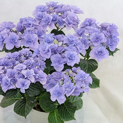 アジサイ鉢植え　ブルー系 5号
