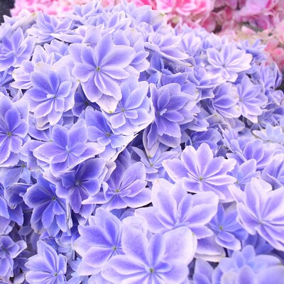 22年5月出荷 母の日に アジサイ鉢植え 万華鏡 ブルー5号 お礼品詳細 ふるさと納税なら さとふる 22年5月出荷 母の日に アジサイ鉢植え 万華鏡 ブルー5号 お礼品詳細 ふるさと納税なら さとふる