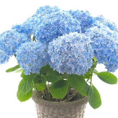 22年5月出荷 母の日に アジサイ鉢植え 万華鏡 ブルー5号 お礼品詳細 ふるさと納税なら さとふる