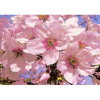 桜苗木 ソメイヨシノ | お礼品詳細 | ふるさと納税なら「さとふる」