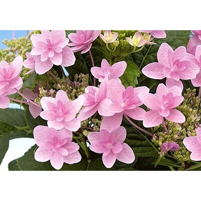 母の日に アジサイ鉢植え 凛花5号 お礼品詳細 ふるさと納税なら さとふる