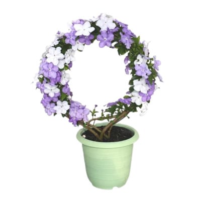 【 母の日に!】アメリカジャスミン鉢植え　リング仕立て5号