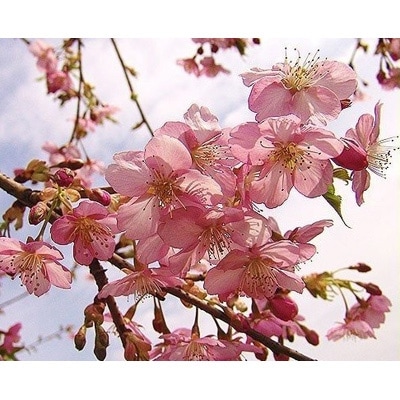 河津桜苗木 お礼品詳細 ふるさと納税なら さとふる