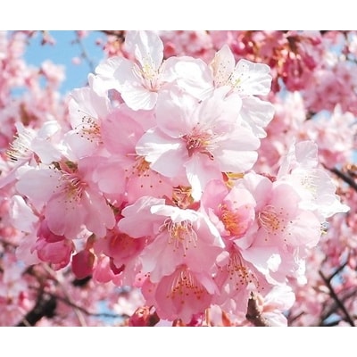 河津桜苗木 お礼品詳細 ふるさと納税なら さとふる