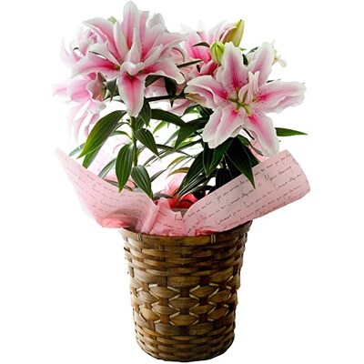 母の日に ユリ鉢植え ピンク八重ベロニカ お礼品詳細 ふるさと納税なら さとふる 母の日に ユリ鉢植え ピンク八重ベロニカ お礼品詳細 ふるさと納税なら さとふる