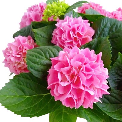 22年5月出荷 母の日に アジサイ鉢植え 新品種 茜雲5号 お礼品詳細 ふるさと納税なら さとふる 22年5月出荷 母の日に アジサイ鉢植え 新品種 茜雲5号 お礼品詳細 ふるさと納税なら さとふる