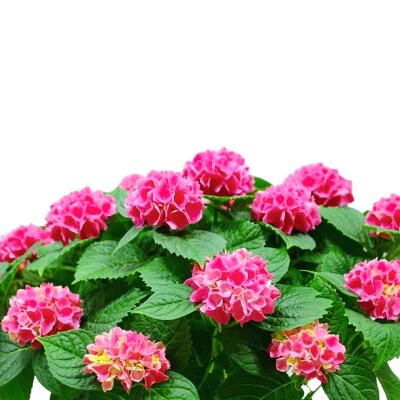 22年5月出荷 母の日に アジサイ鉢植え 新品種 茜雲5号 お礼品詳細 ふるさと納税なら さとふる 22年5月出荷 母の日に アジサイ鉢植え 新品種 茜雲5号 お礼品詳細 ふるさと納税なら さとふる