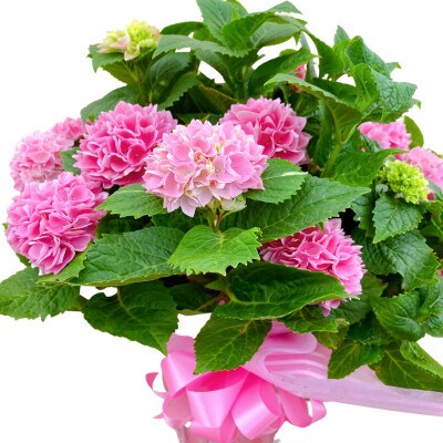 22年5月出荷 母の日に アジサイ鉢植え 新品種 茜雲5号 お礼品詳細 ふるさと納税なら さとふる 22年5月出荷 母の日に アジサイ鉢植え 新品種 茜雲5号 お礼品詳細 ふるさと納税なら さとふる