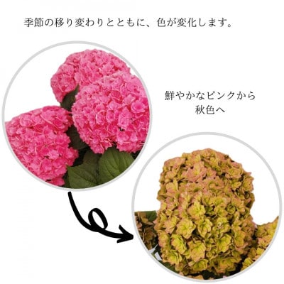 【2022年5月出荷 母の日に!】アジサイ新品種 雨のち晴れ
